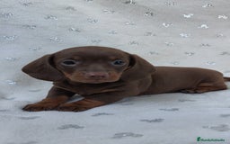 Teckel Miniatura perros en venta: Teckel chocolate kanichen hembra  - Imagen 1