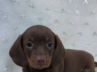 Teckel Miniatura perros - Anuncio 1