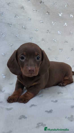 Teckel Miniatura perros - Anuncio 3