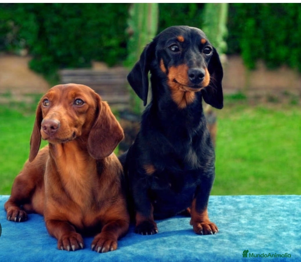 Teckel Miniatura perros Quieres un teckel ? - Anuncio 4