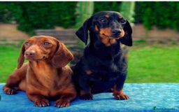 Teckel Miniatura perros en venta: Quieres un teckel ? - Imagen 1