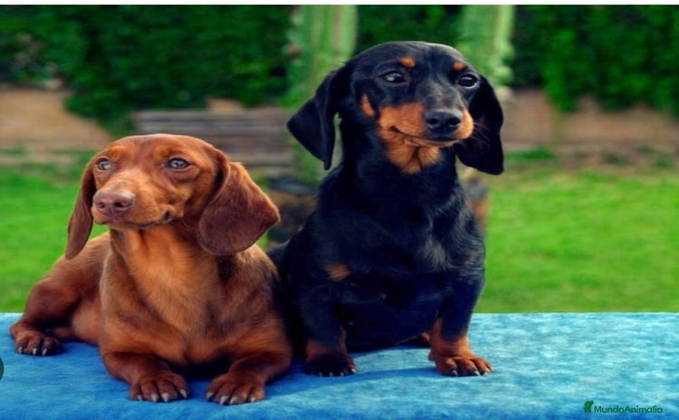 Teckel Miniatura perros - Anuncio 1