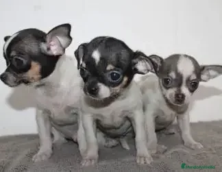 Chihuahua perros CHIHUAHUA MACHO, MINI TOY  - Anuncio 2