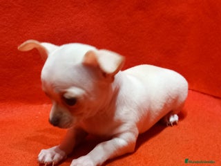 Chihuahua perros macho de chihuahua toy blanco - Anuncio 1