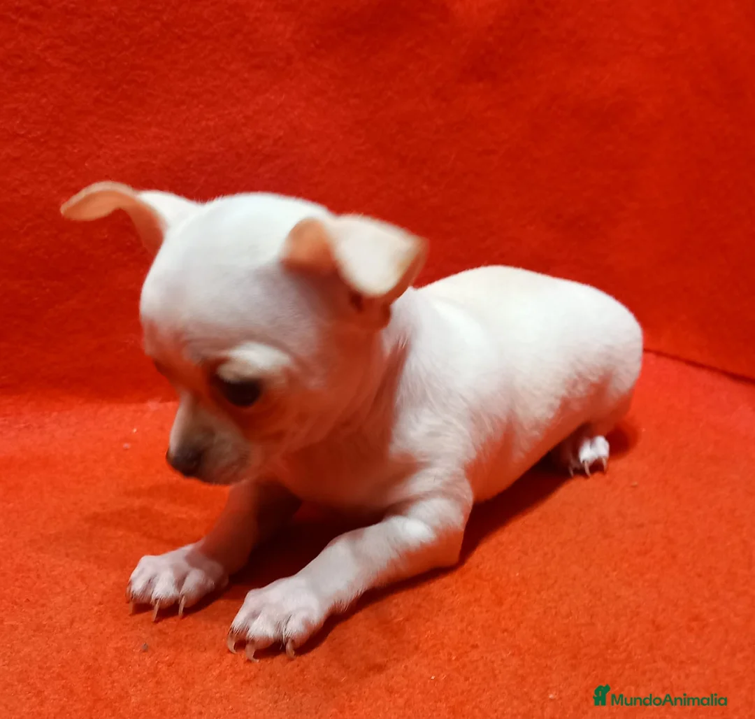 Chihuahua perros en venta: macho de chihuahua toy blanco  - Anuncio 1