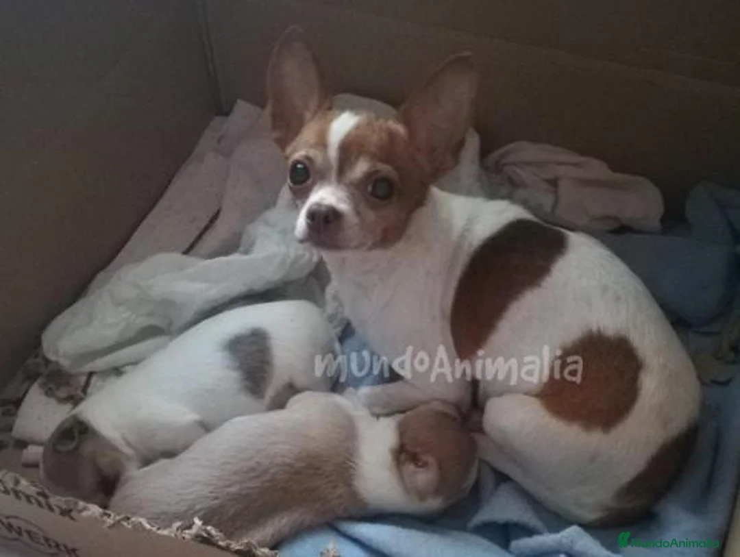 Imagen de galería {{count}}