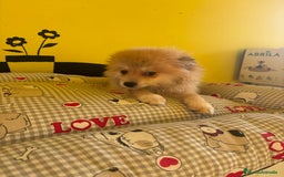 Pomerania perros en venta: Pomerania machos - Imagen 10