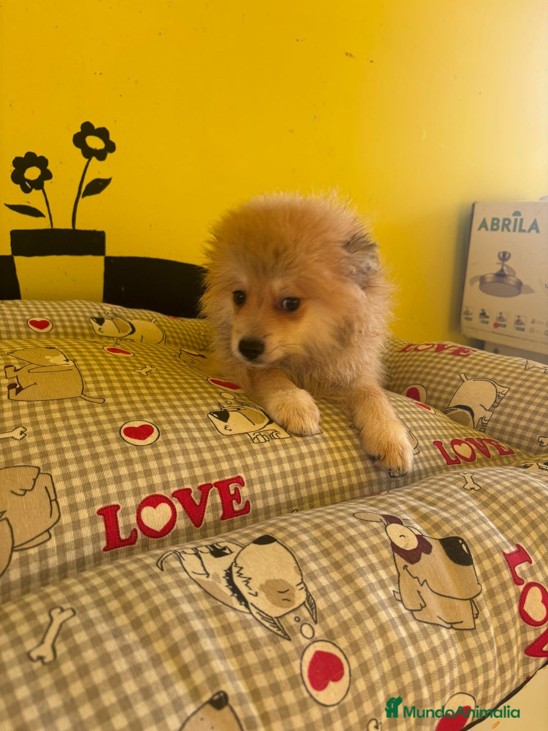 Pomerania perros en venta: Pomerania machos - Imagen 10