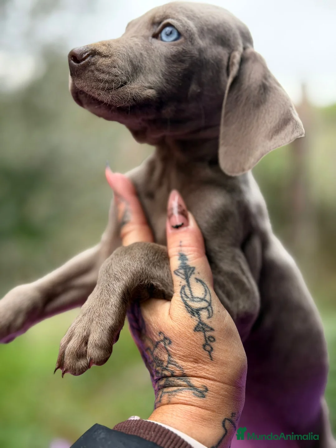 Weimaraner perros en venta: Braco de weimar hembra - Anuncio 2