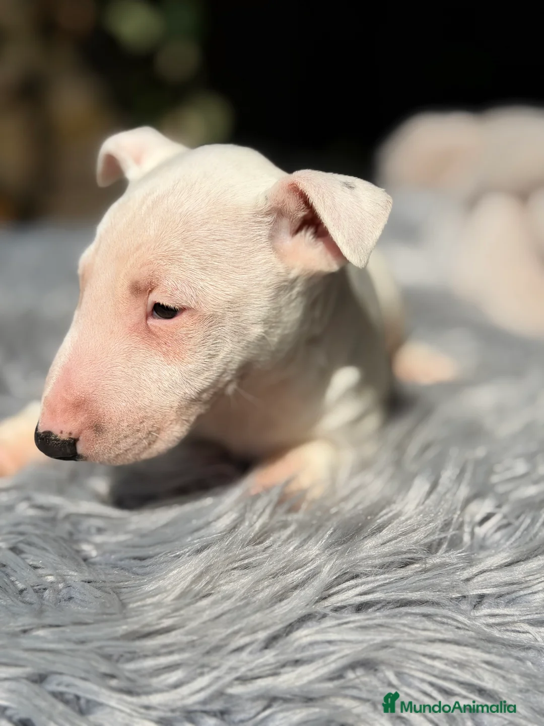 Bull Terrier Miniatura perros en venta: Bull terrier mini  - Anuncio 2