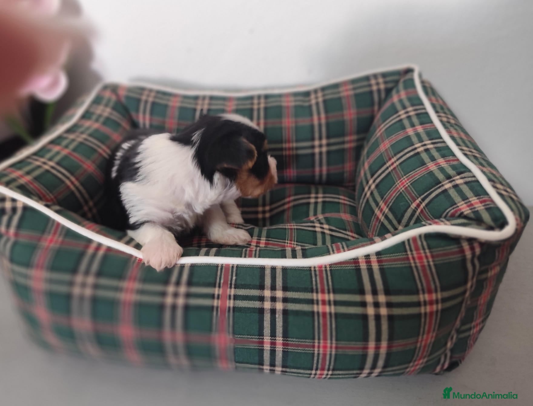 Biewer Yorkshire Terrier a la Pom Pon perros Yorkshire biewer  - Anuncio 5
