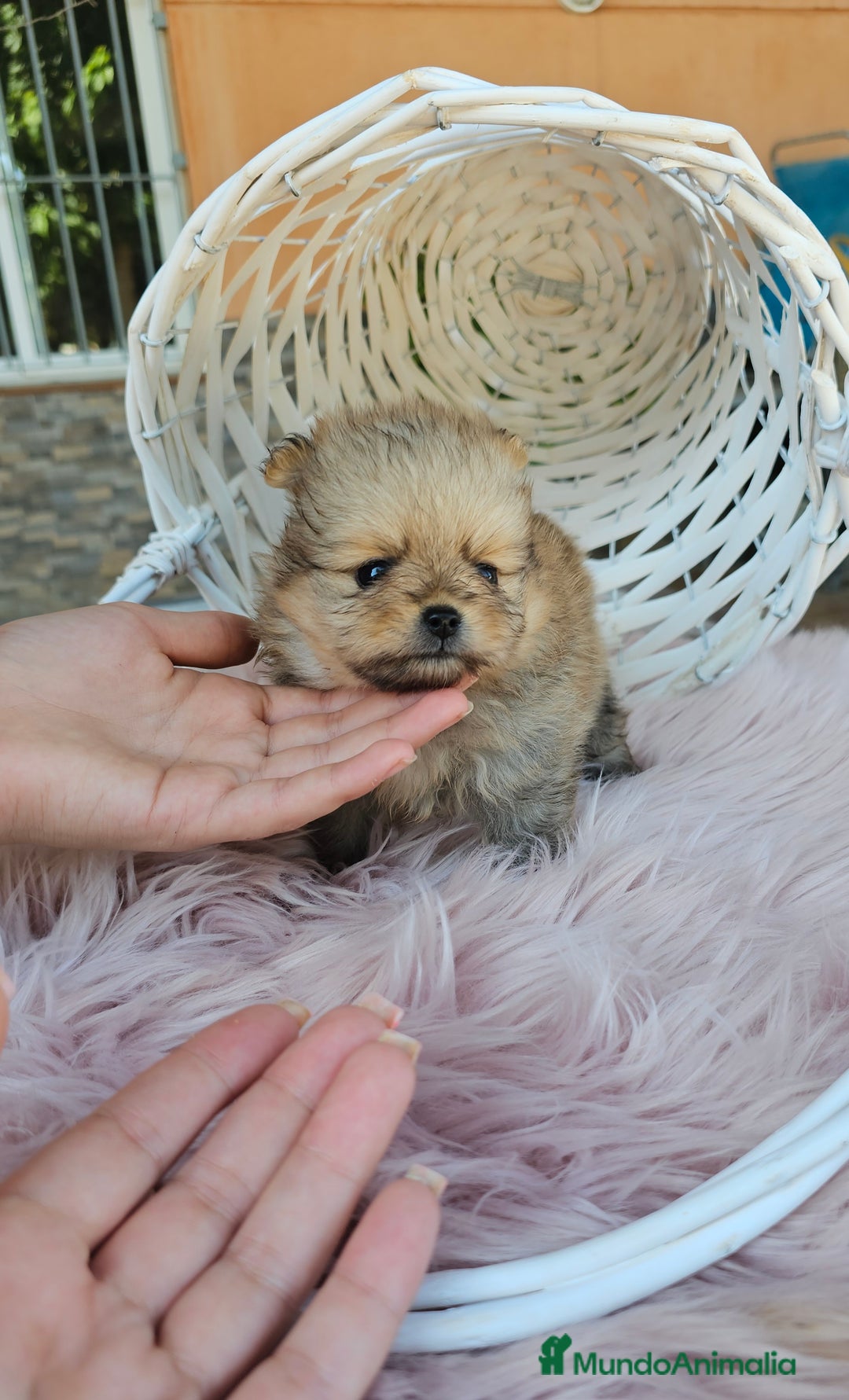 Pomerania perros en venta: Lulú de pomerania miniatura  - Imagen 4