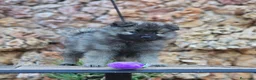 Spitz Lobo - Wolfsspitz perros en venta: Bebés WOLFSPITZ keeshond - Anuncio 4