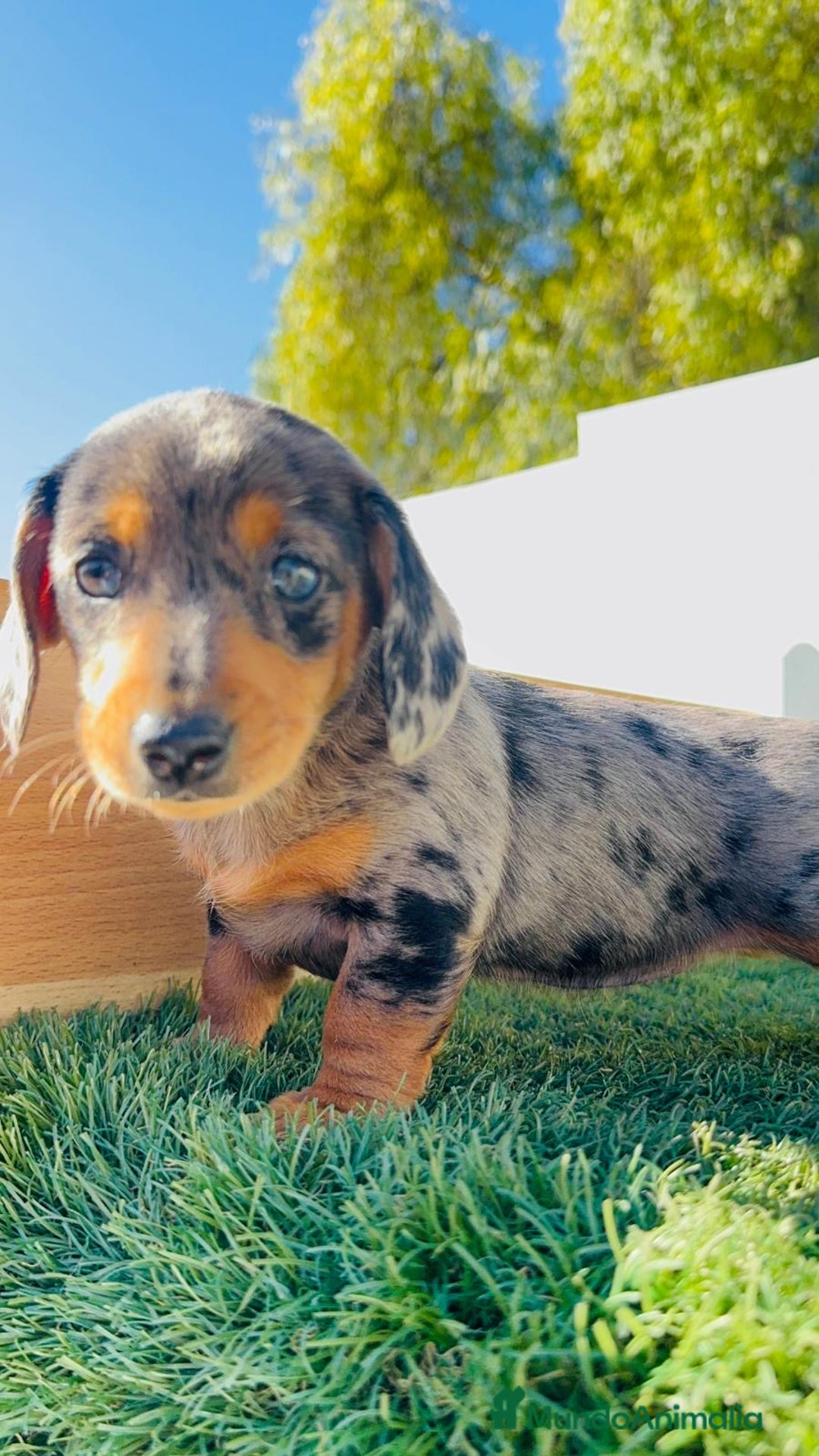 Teckel Miniatura perros en venta: TECKEL ARLEQUIN MINIATURA - Anuncio 10