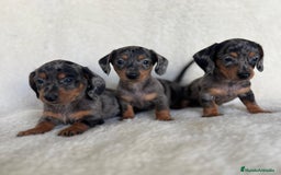 Teckel Miniatura perros en venta: Teckel miniatura varios colores - Imagen 5