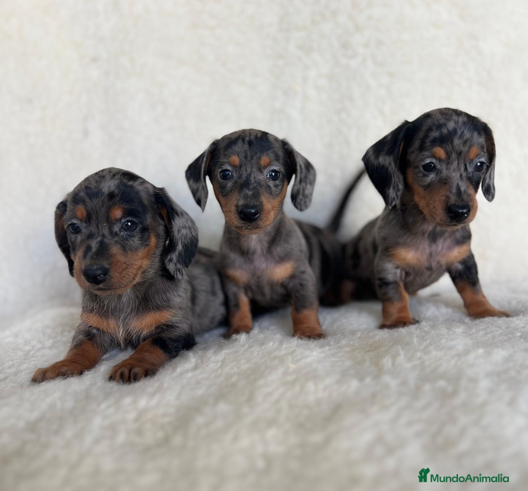 Teckel Miniatura perros en venta: Teckel miniatura varios colores - Imagen 5