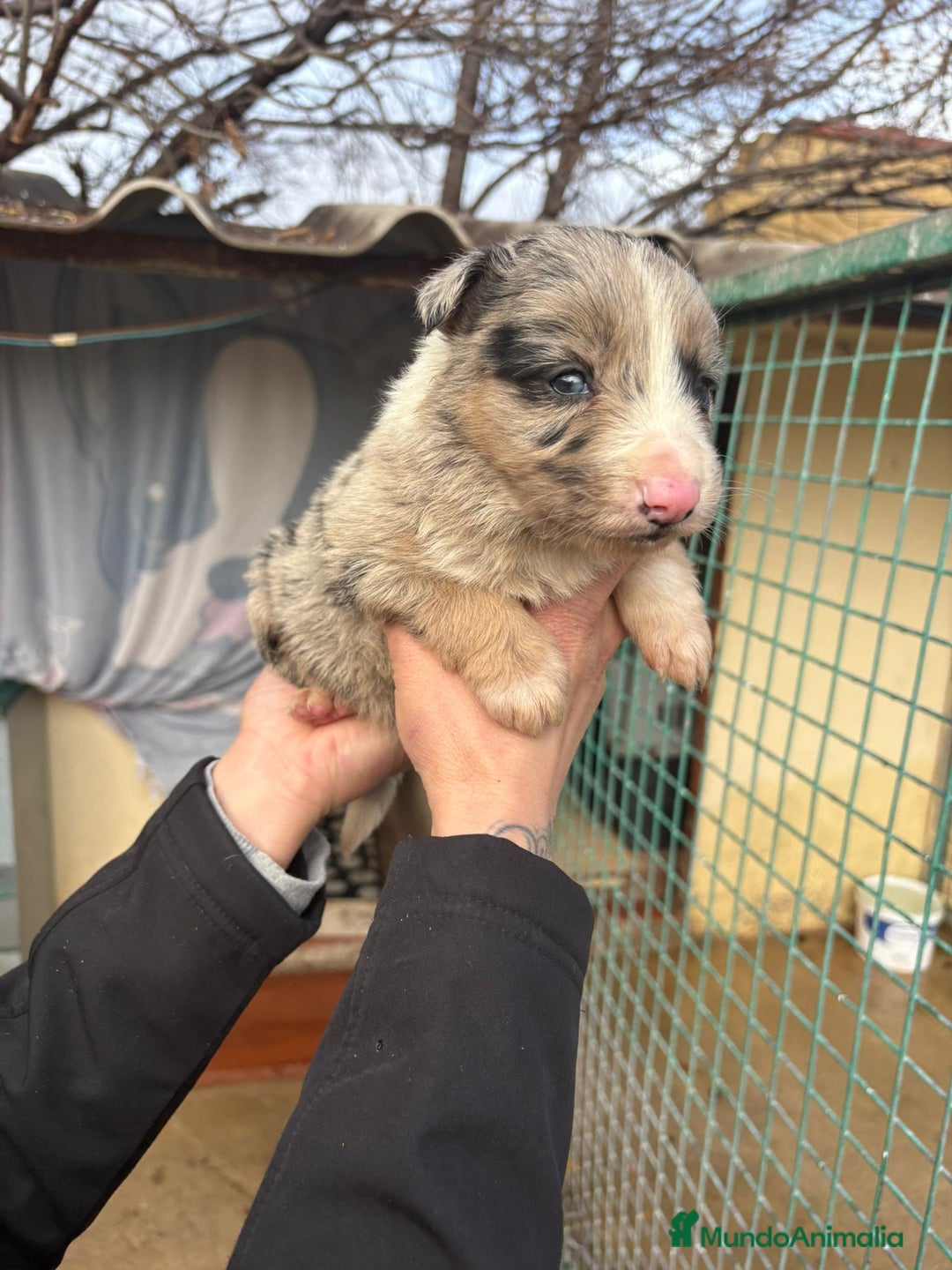 Border Collie perros en venta: Preciosa camada Border Collie reserva ya el tuyo - Anuncio 12