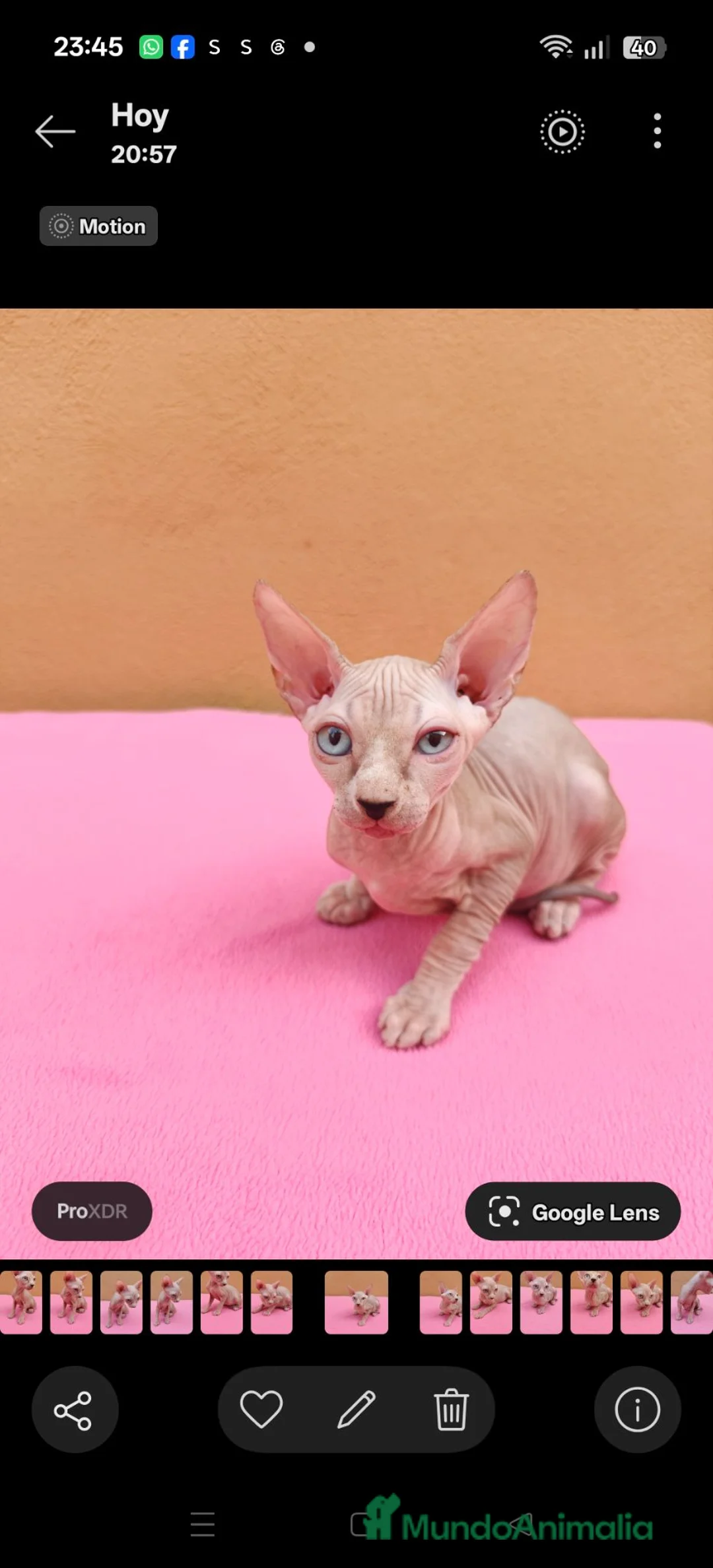 Sphynx gatos en venta: Preciosa hembrita ojos azules  - Anuncio 2