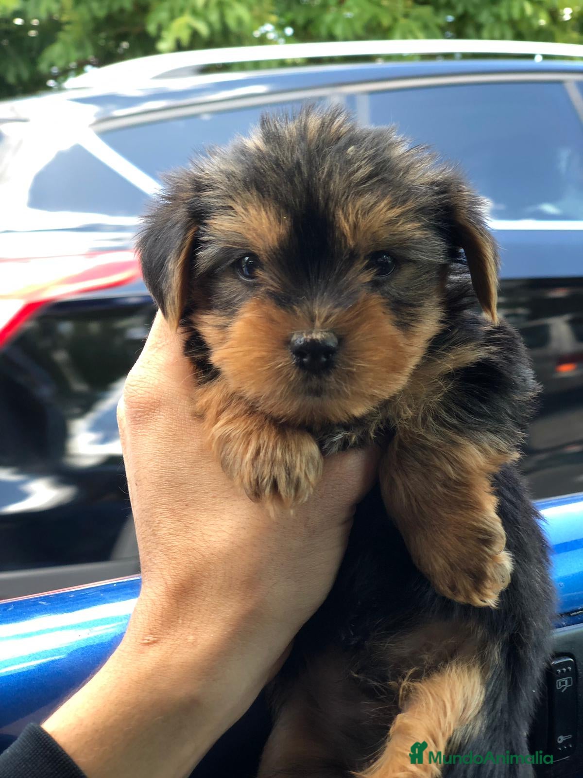 Yorkshire Terrier perros en venta: YORKSHIRE MINI TOY ( TODA ESPAÑA ) - Anuncio 5