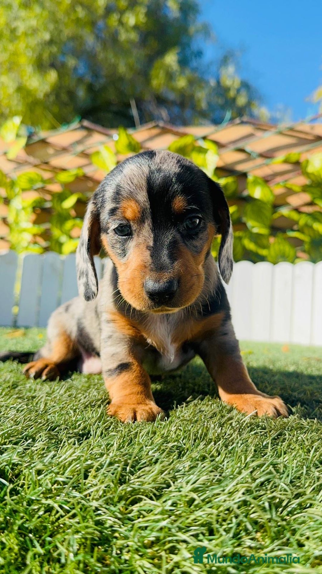 Teckel Miniatura perros en venta: TECKEL MINIATURA HEMBRA  - Anuncio 15