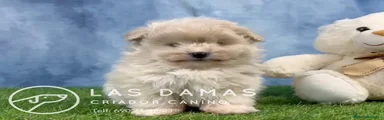 Pomapoo