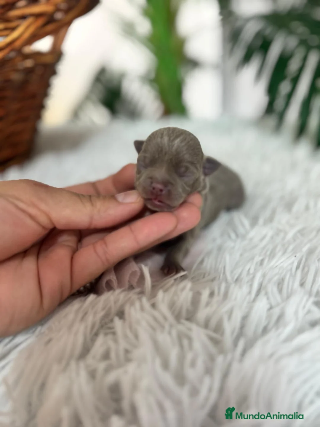 Chihuahua perros en venta: CHIHUAHA LILAC - Anuncio 8