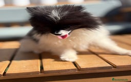 Pomerania perros en venta: Lulu pomerania MICRO TOY  - Imagen 9
