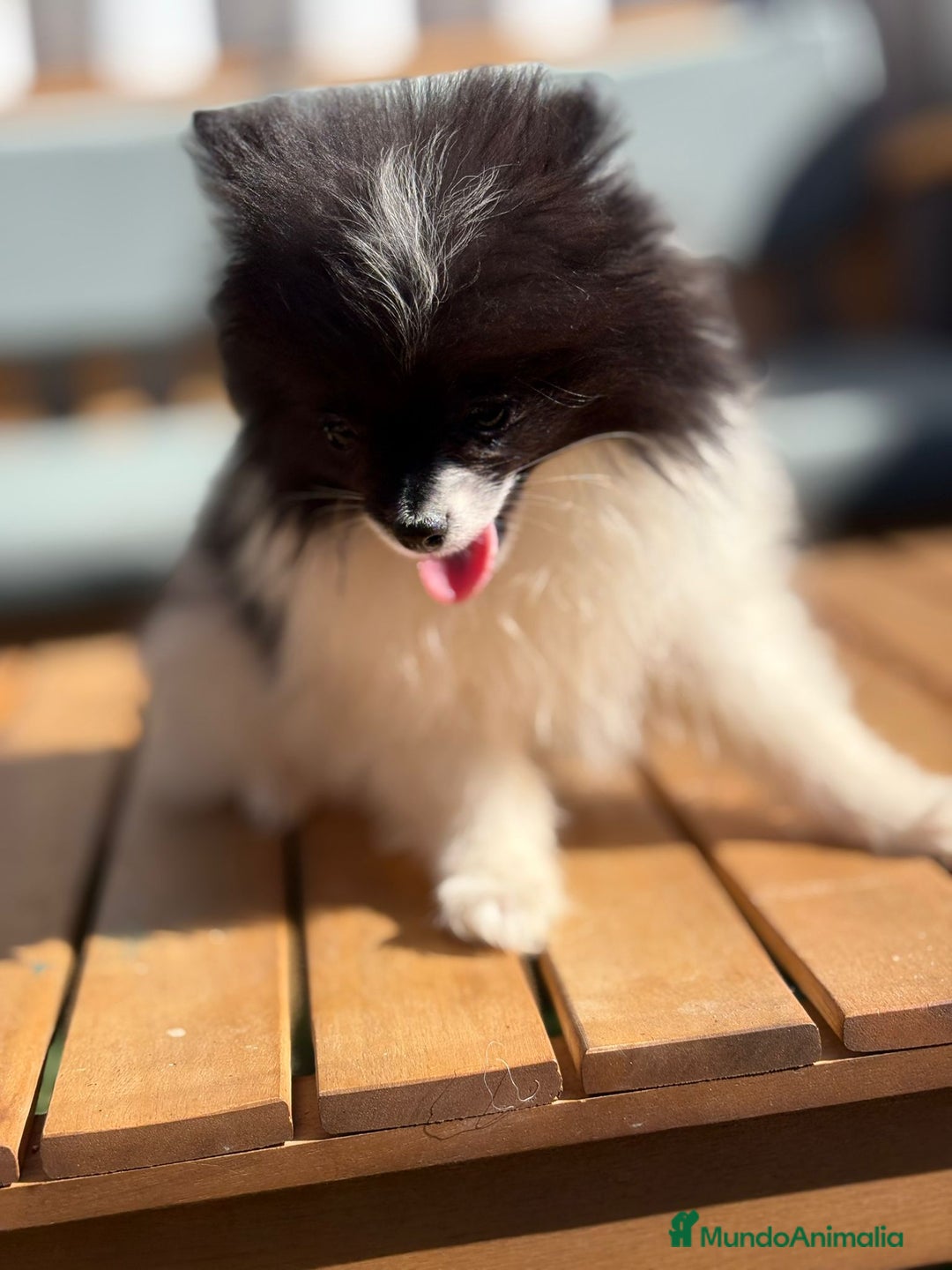 Pomerania perros en venta: Lulu pomerania MICRO TOY  - Imagen 9