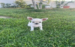 Chihuahua perros en venta: ÚLTIMOS 3 MACHOS - Imagen 7