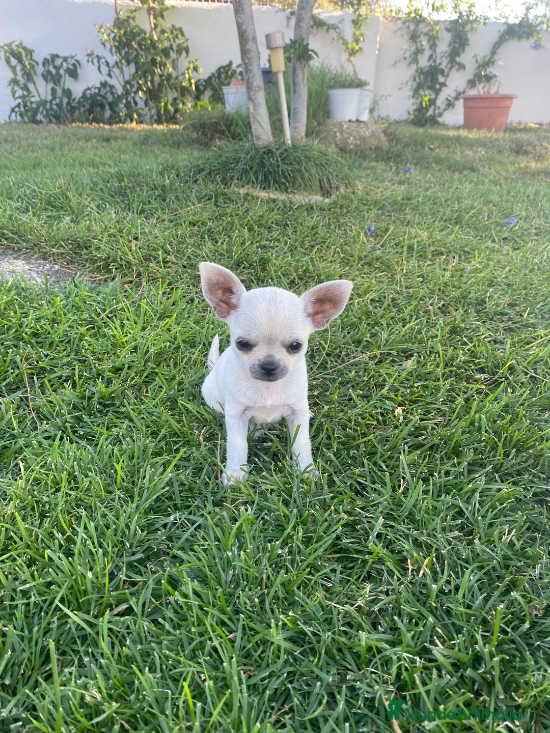 Chihuahua perros en venta: ÚLTIMOS 3 MACHOS - Imagen 7