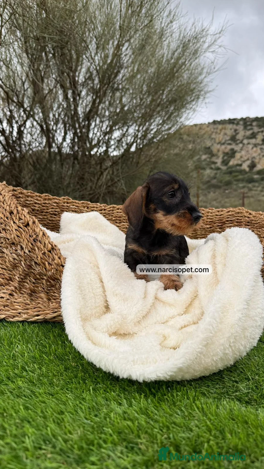 Teckel Miniatura perros en venta: TECKEL PELO DURO JABALI - Anuncio 2