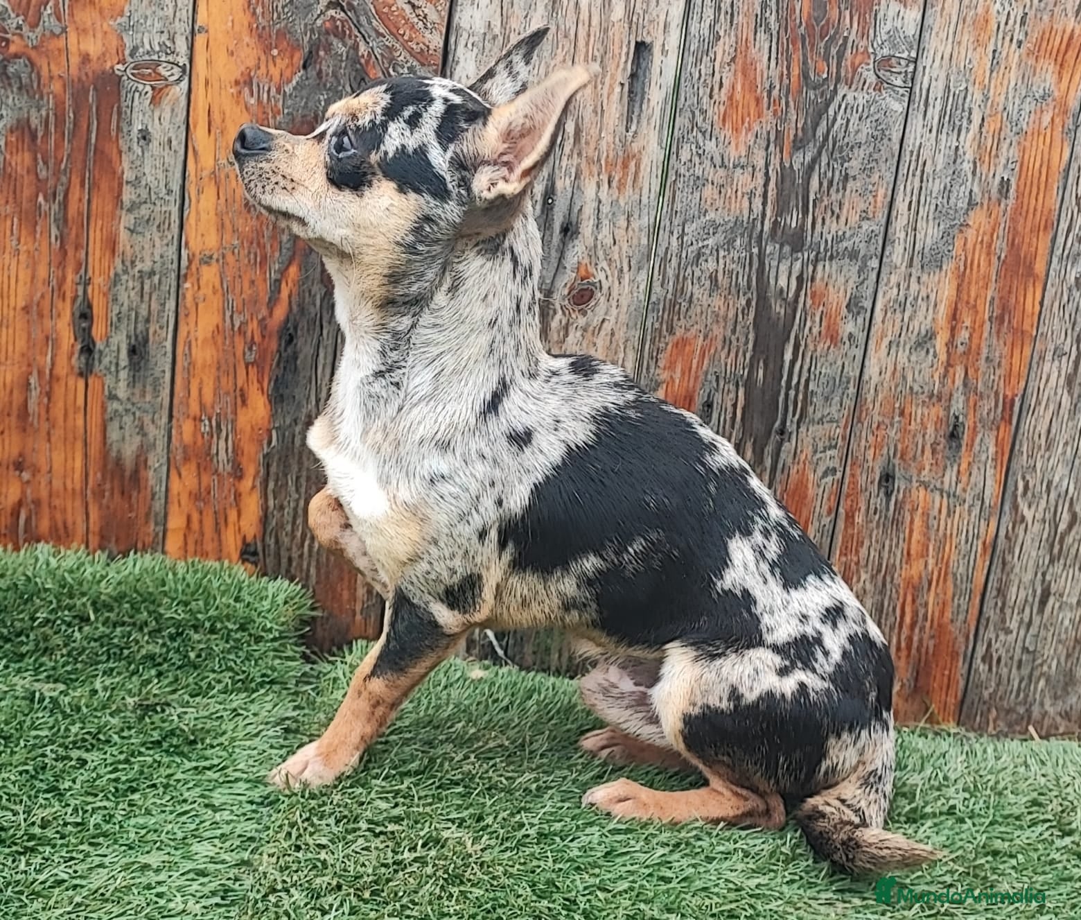 Chihuahua perros CHIHUAHUA ADULTO MACHO - Anuncio 2