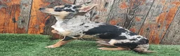 Chihuahua perros en venta: CHIHUAHUA ADULTO MACHO - Anuncio 1
