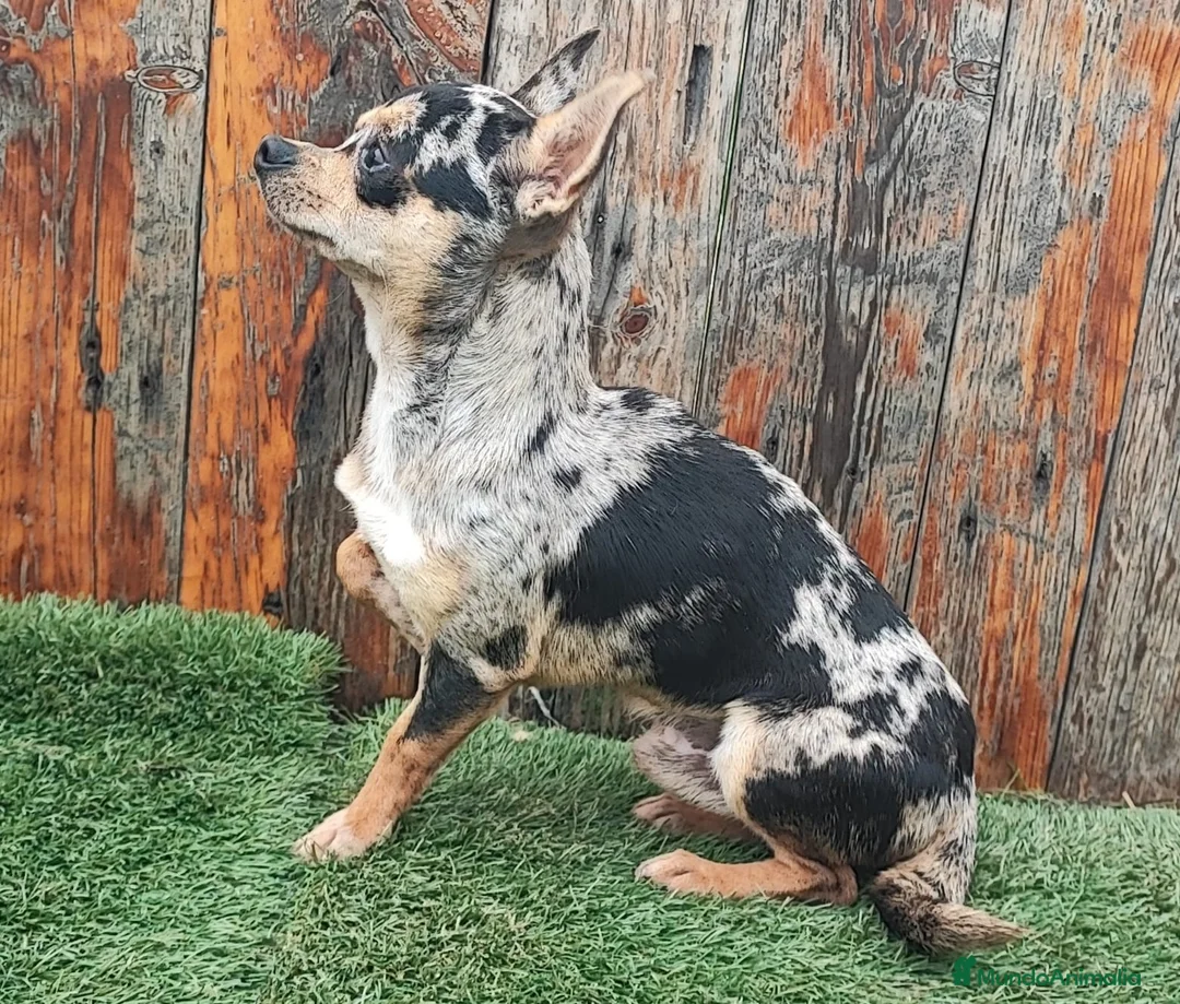 Chihuahua perros en venta: CHIHUAHUA ADULTO MACHO - Anuncio 1
