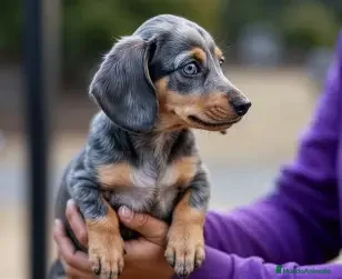 Teckel Miniatura perros TECKEL , VARIOS COLORES DISPONIBLES  - Anuncio 1