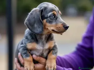 Teckel Miniatura perros TECKEL , VARIOS COLORES DISPONIBLES - Anuncio 1