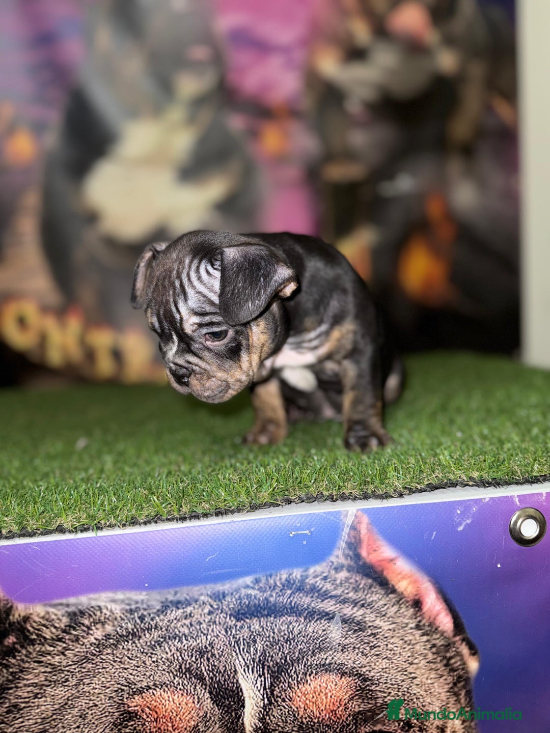 American Bully perros en venta: American Bully  - Anuncio 5