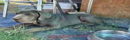 Cane Corso perros en venta: Dogo Mastin Napolitano Cachorro Blue. - Anuncio 1