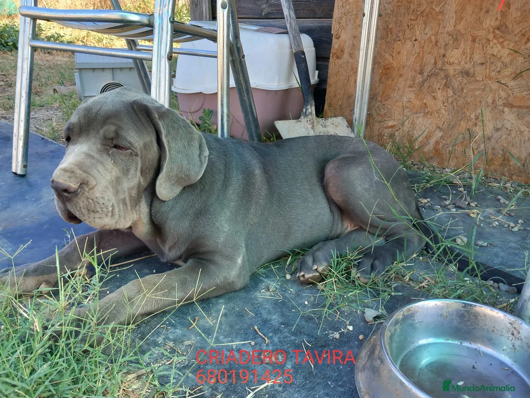 Cane Corso perros en venta: Dogo Mastin Napolitano Cachorro Blue. - Anuncio 1