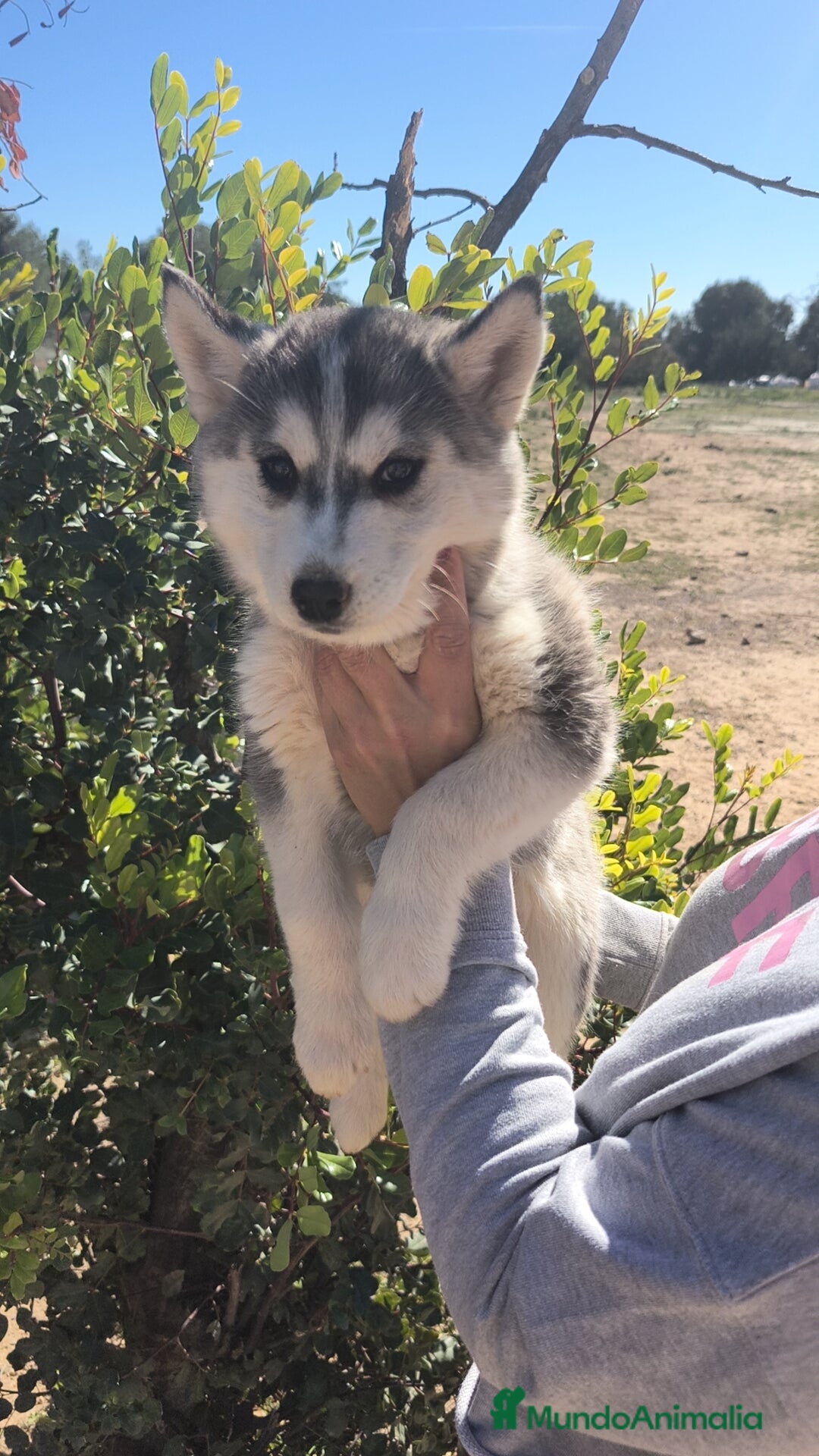 Husky Siberiano perros Husky SIBERIANO  - Anuncio 2