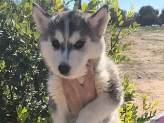 Husky Siberiano perros Husky SIBERIANO - Anuncio 2