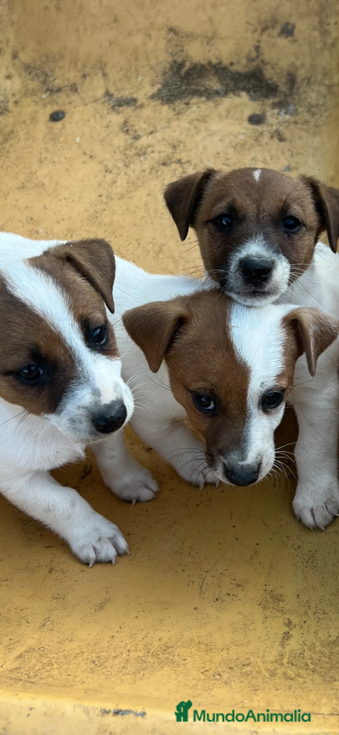 Jack Russell Terrier perros en venta: Jack Russell 550€ precio real! - Anuncio 1