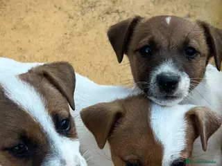 Jack Russell Terrier perros Jack Russell 550€ precio real! - Anuncio 1