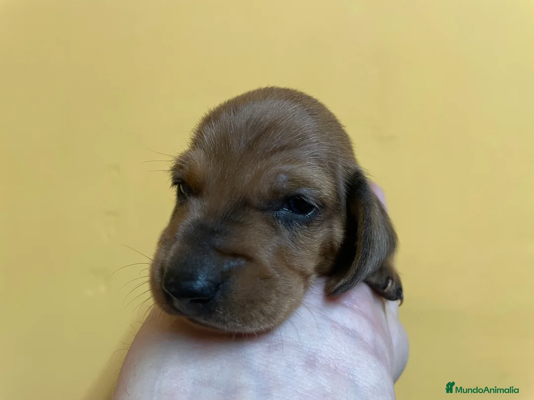 Teckel Miniatura perros en venta: Teckel kaninchen  en Ciudad Real - Anuncio 4