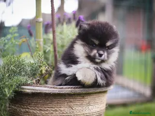 Pomsky perros Pomsky toy F3 - Anuncio 2