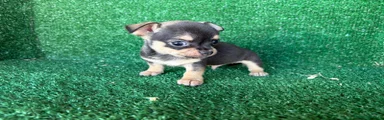 Chihuahua 4