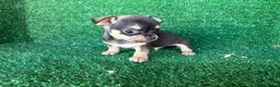 Chihuahua perros en venta: chihuahua - Anuncio 7