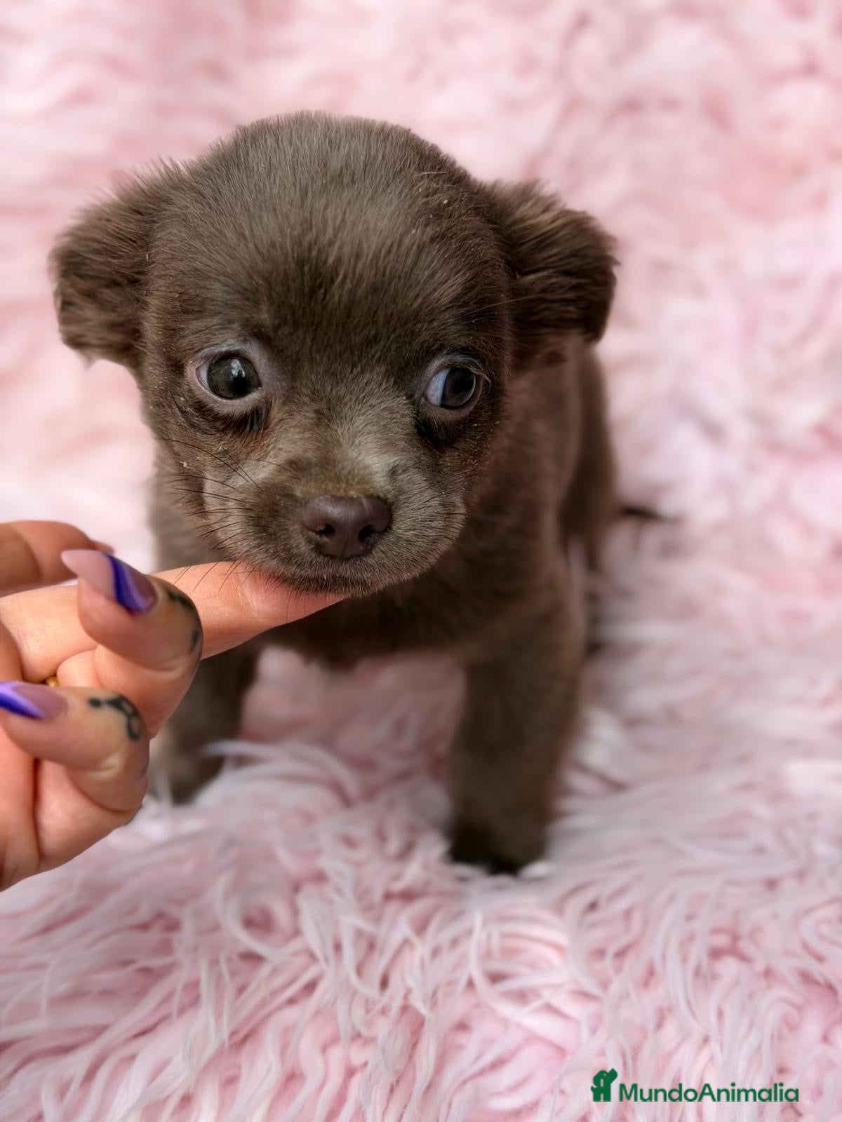 Chihuahua perros Preciosas chihuahuas choco🩷🐾 - Anuncio 1