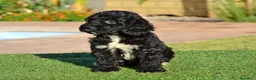 Perro de Agua Español perros en venta: Camada de perro de agua  - Anuncio 5
