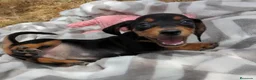 Teckel Miniatura perros en venta: Cachorros de Teckel Mini - Anuncio 10